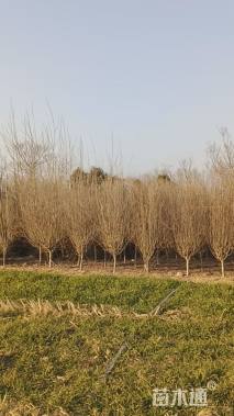 高度250厘米木槿