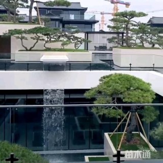 30公分造型黑松