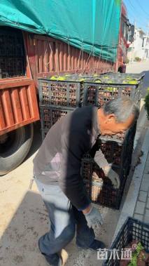 高度15厘米报春花