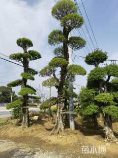 30公分造型对节白蜡