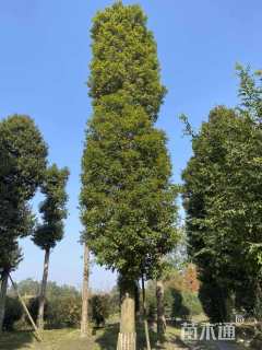 20公分金丝楠木