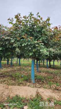 10公分树状月季