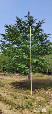 20公分高杆早樱