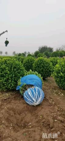 冠幅150厘米卫矛球