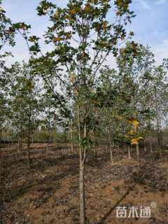 10公分北美鹅掌楸