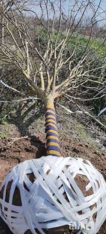 15公分四川红紫薇