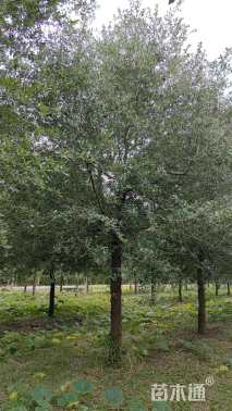 15公分弗吉尼亚栎