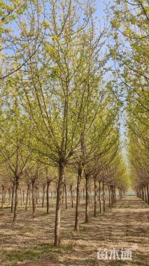 18公分金叶复叶槭