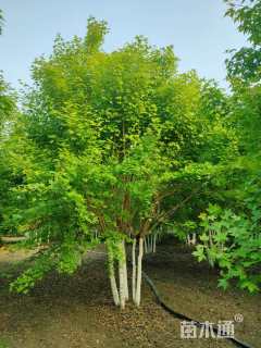 高度600厘米丛生五角枫