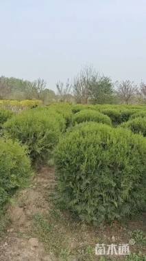 高度80厘米侧柏球