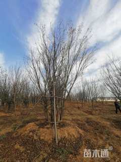 高度700厘米丛生五角枫