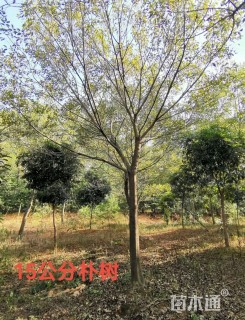 15公分朴树