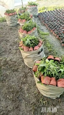 高度30厘米肾蕨