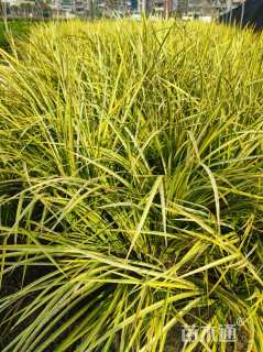 高度25厘米金叶石菖蒲