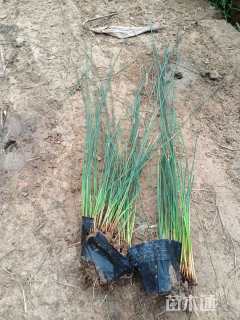 高度35厘米花叶水葱