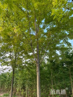 14公分美国红枫