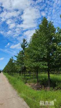 12公分欧洲枫香