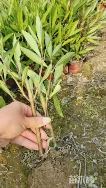 高度30厘米翠芦莉