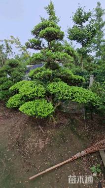 8公分造型瓜子黄杨