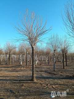 18公分金叶白蜡