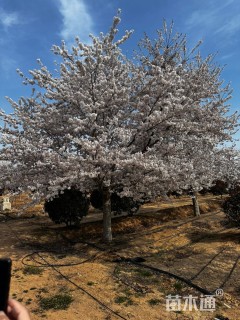 30公分染井吉野樱