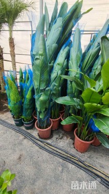 高度150厘米天堂鸟