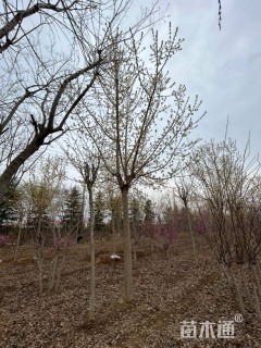 15公分金叶复叶槭