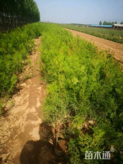 高度150厘米侧柏