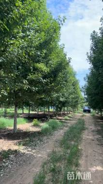 15公分美国红枫-红冠