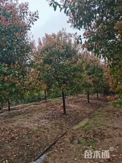 14公分红叶石楠