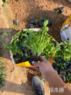 高度15厘米大滨菊