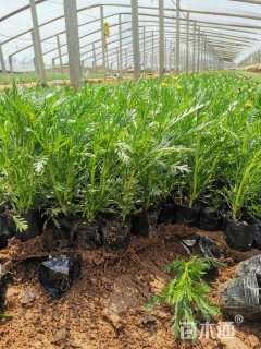 高度20厘米黄金菊