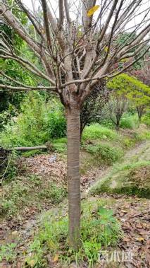 12公分日本晚樱