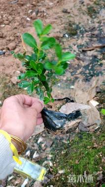 高度15厘米瓜子黄杨