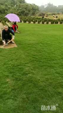 草卷状马尼拉草