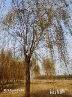 18公分金丝垂柳