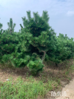 高度250厘米黑松