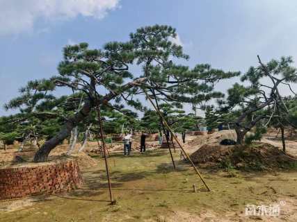 高度400厘米别墅松
