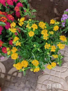 高度30厘米福禄考