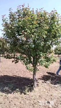 12公分绚丽海棠