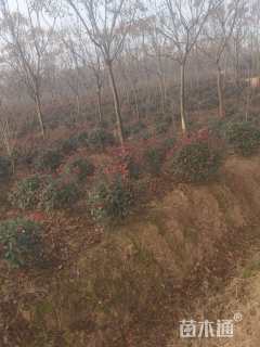 12公分黄山栾树