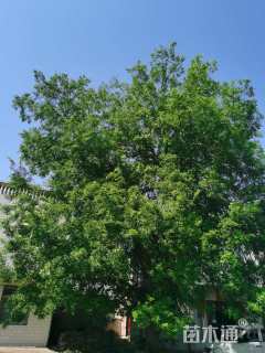 100公分朴树