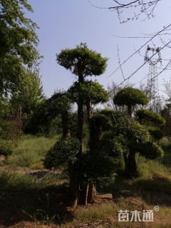 25公分造型对节白蜡