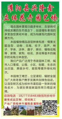 55公分造型紫薇