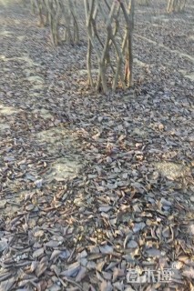 50公分紫叶稠李