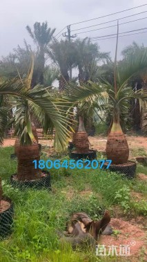 裸干高100厘米酒瓶椰子