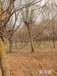 30公分木瓜海棠