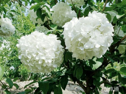 高度450厘米木绣球