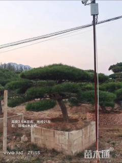 高度250厘米房产松