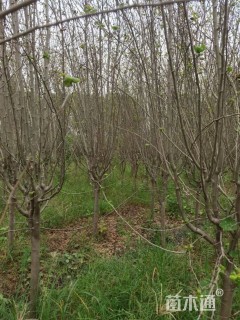 14公分西府海棠